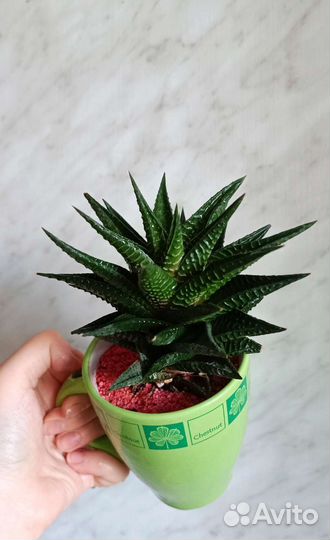 Кактусы и суккуленты