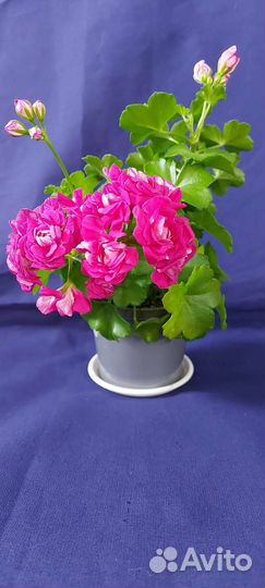 Пеларгония герань