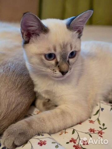 Помогу Вам найти собачку/кошечку/щенка/котенка