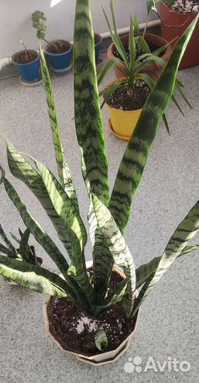 Сансенверия или Тещин язык