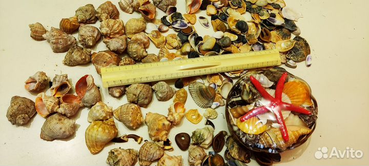 Ракушки для аквариума