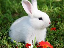 Кролик в дар