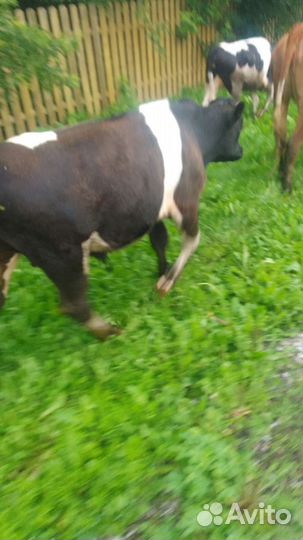 Бык и телка