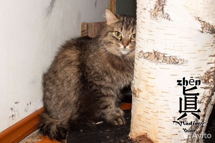 Кошечка в добрые руки