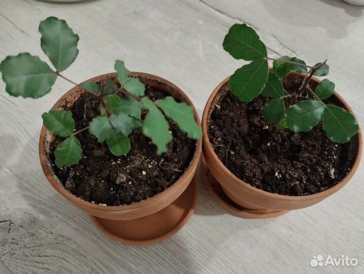 Рожковое дерево из Турции саженец