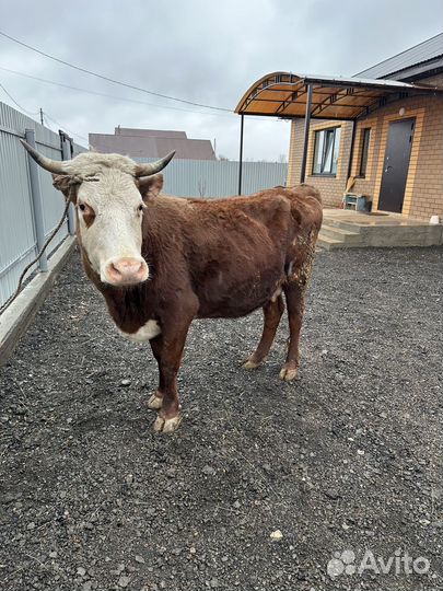 Корова стельная