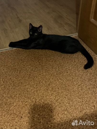 Отдам кота в добрые руки
