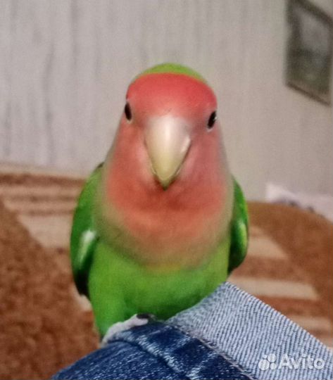 Попугай