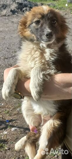 Щенок мальчик