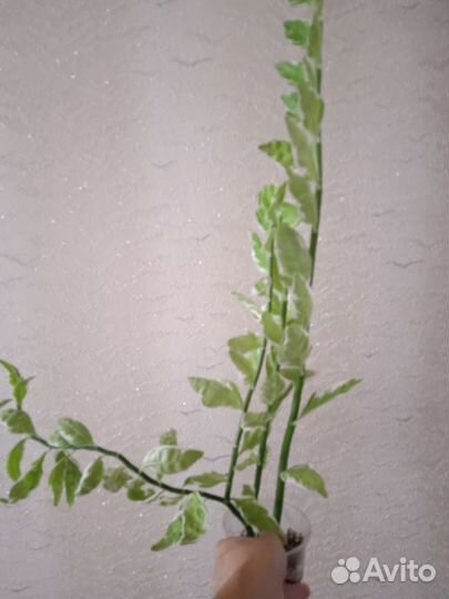 Комнатные цветы