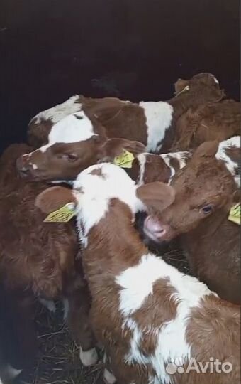 Телята бычки белоголовые 1.5 мес. Доставка