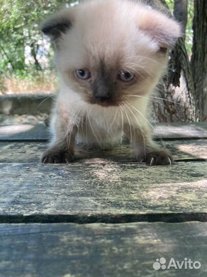 Котята