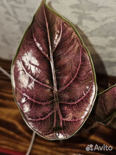 Алоказия Азлани