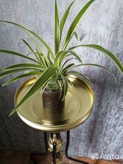 Хлорофитум