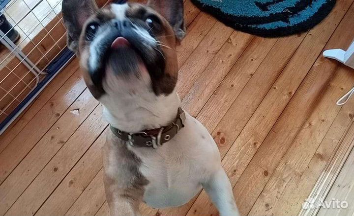 Французский бульдог кобель вязка
