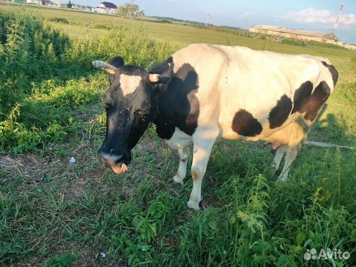 Продам Корову дойную