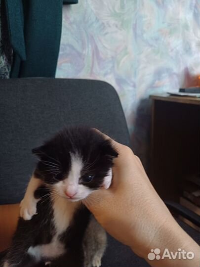 Котята в добрые руки даром