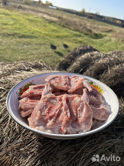 Перепела домашние тушки