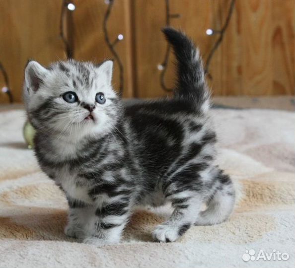 Серебристый черный мрамор прямоухий котенок