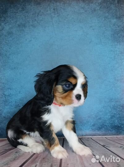 Щенок Кавалер Кинг Чарльз спаниель мальчик