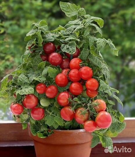 Томат каменный цветок