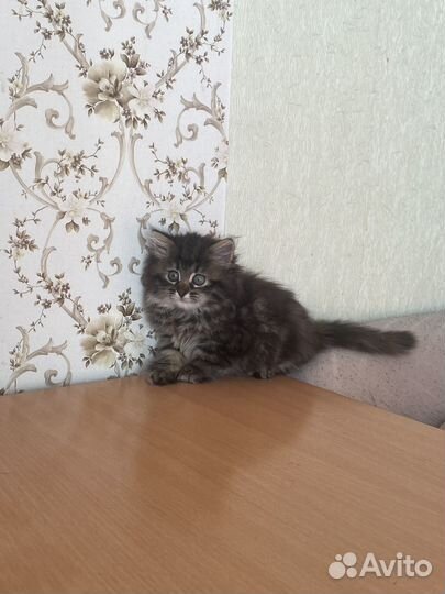 Отдам котенка в добрые руки