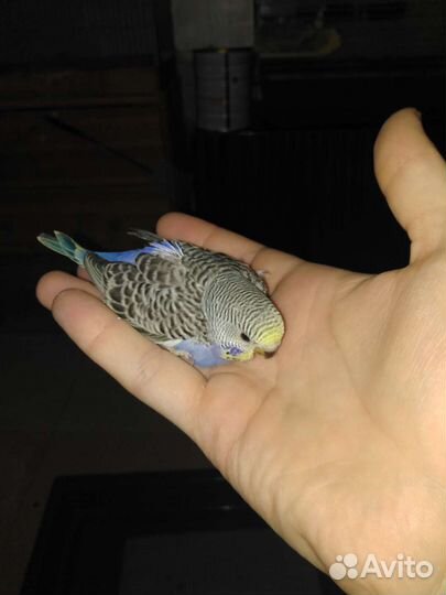 Волнистый попугай молодняк продам