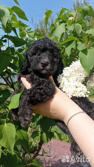 Щенки карликового пуделя