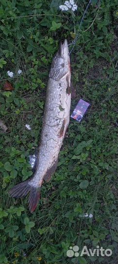 Платная рыбалка