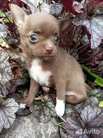 Веселые чихуашки