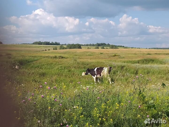 Коровы,телята