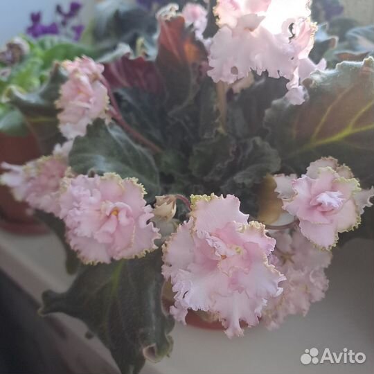 Фиалки в горшках