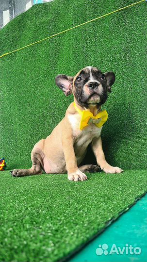 Собаки щенки