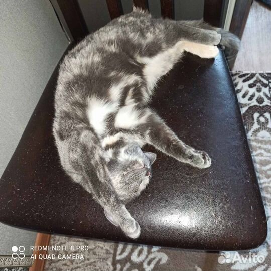 Кошечка София