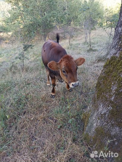 Продам корову и телку