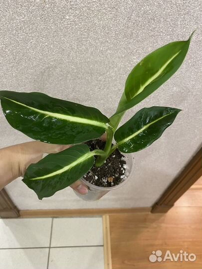 Алоказия шкура дракона