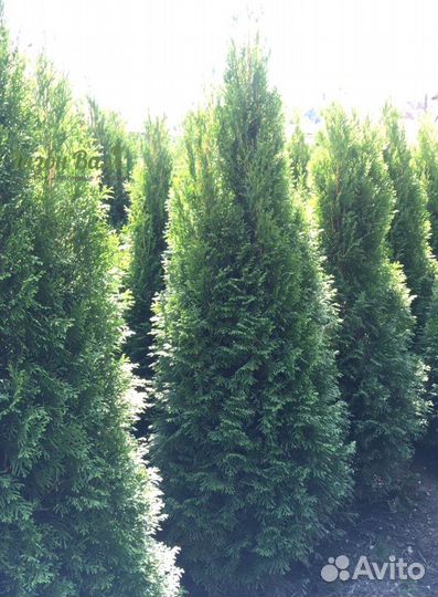 Туя Смарагд