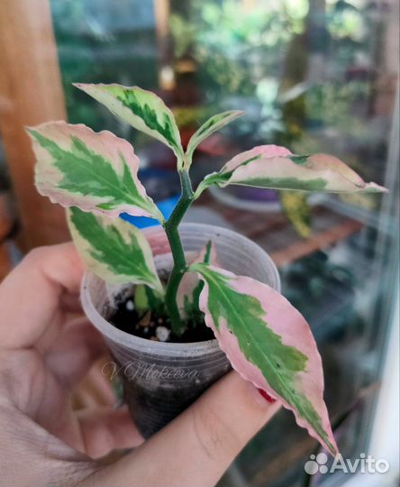 Комнатные цветы часть 1