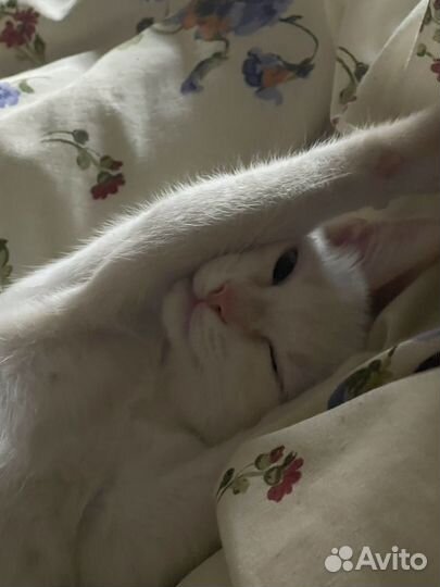 Отдам кошечку в добрые руки