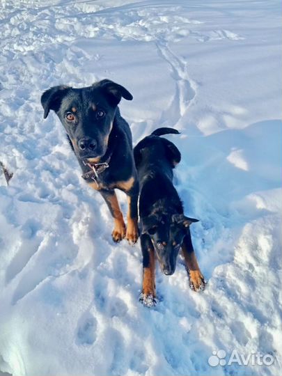 Собаки в дар в добрые руки