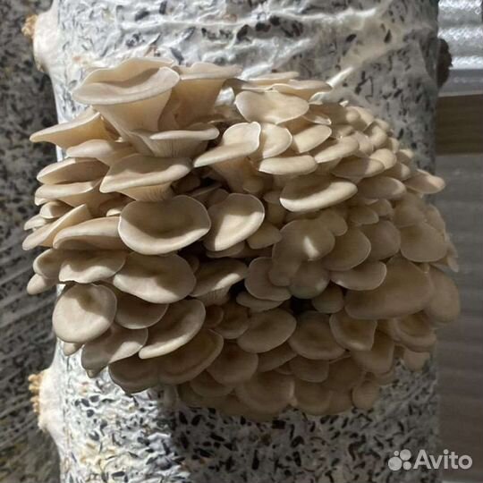 Готовые блоки Вешенки