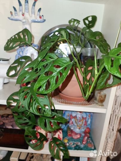 Сингониум Монстера Сциндапсус Колеус