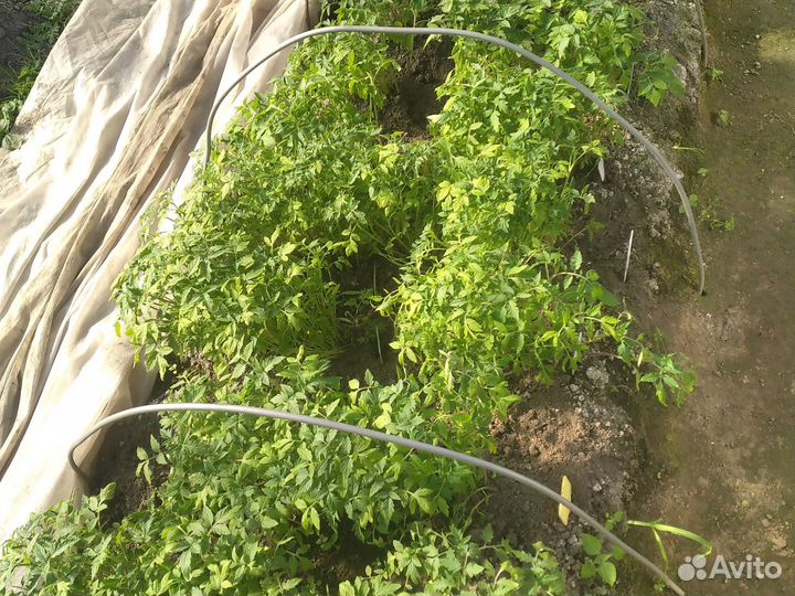 Рассада перцев и помидор