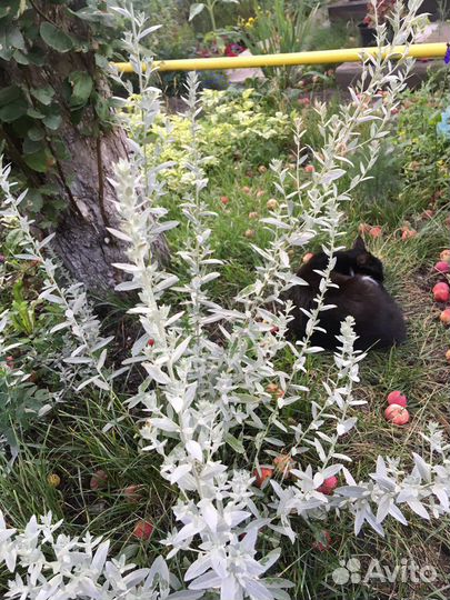 Многолетние растения для сада