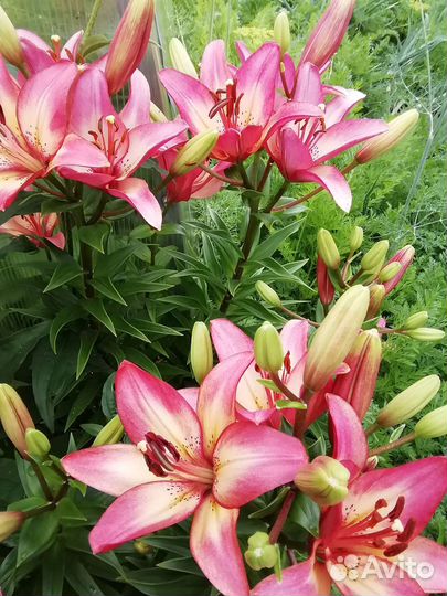 Лилии луковицы