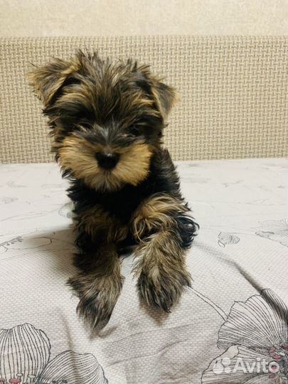 Йоркширский терьер