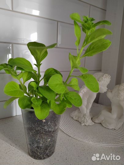 Петуния махровая Дабл Каскад Орхид Мист