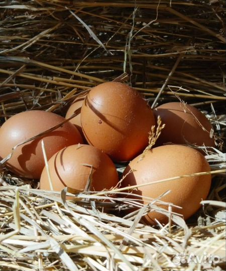 Домашние куриные яйца