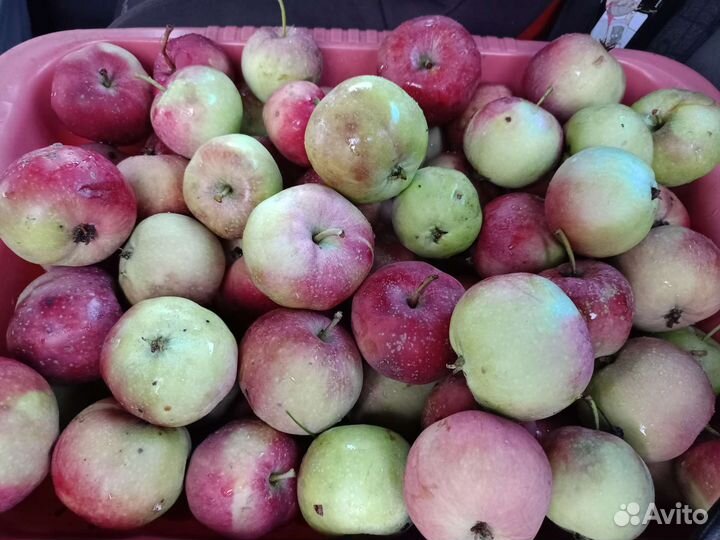 Яблоки, яйца домание, перга пчелиная, мёд