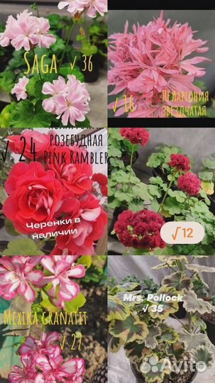 Пеларгонии сортовые